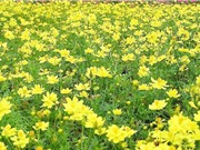 Nghiên cứu tiềm năng hỗ trợ điều trị bệnh gout của cây sao nhái hoa vàng